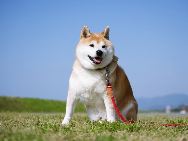 初めて犬を飼うときに準備すべきこと